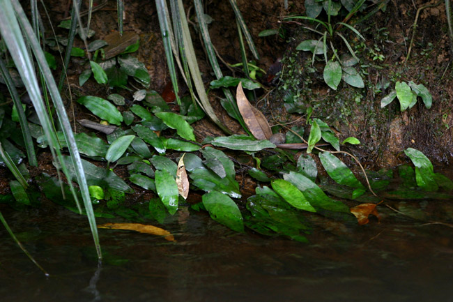 Cryptocoryne auriculata NvgRl AEN^