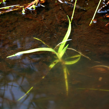 �N���v�g�R���l �R���_�[�^ Cryptocoryne cordata