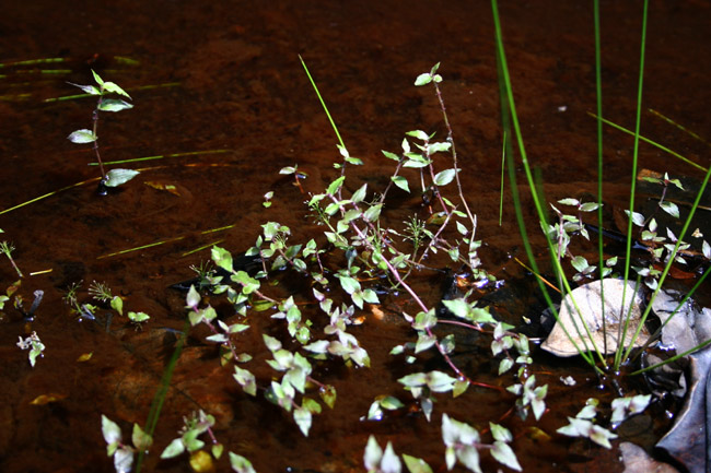 �N���v�g�R���l �R���_�[�^ Cryptocoryne cordata