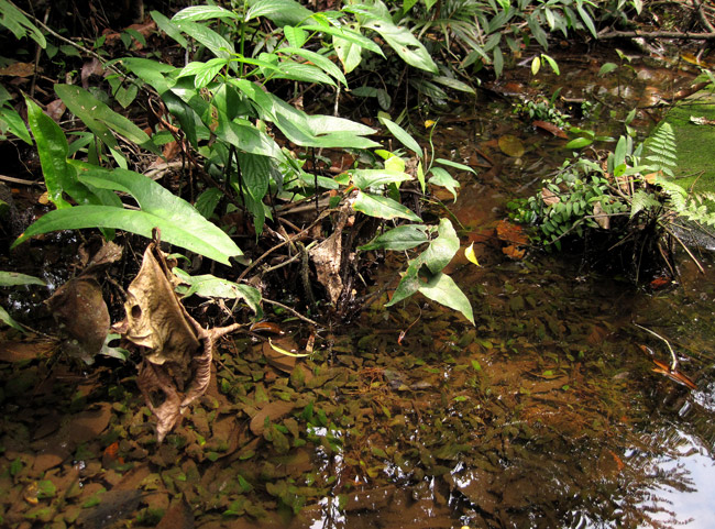 NvgRl OtBeB[ Cryptocoryne griffithii