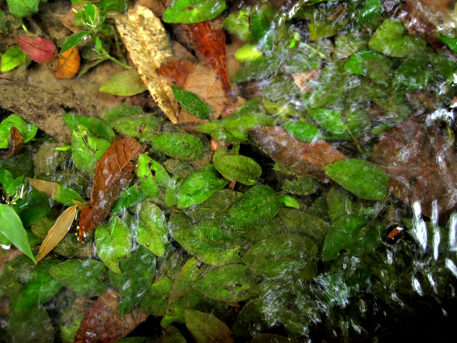 NvgRl OtBeB[ Cryptocoryne griffithii