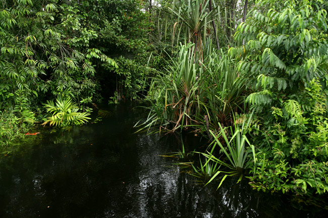 �N���v�g�R���l �����M�J�E�_ Cryptocoryne longicauda