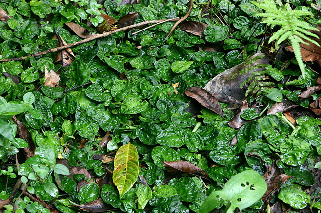 �N���v�g�R���l �����M�J�E�_ Cryptocoryne longicauda