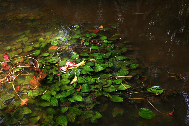 NvgRl vvA Cryptocoryne purpurea