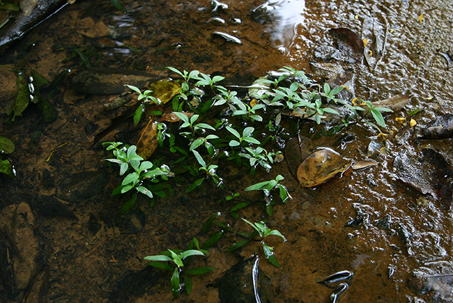 Cryptocoryne pygmaea NvgRl sO}GA