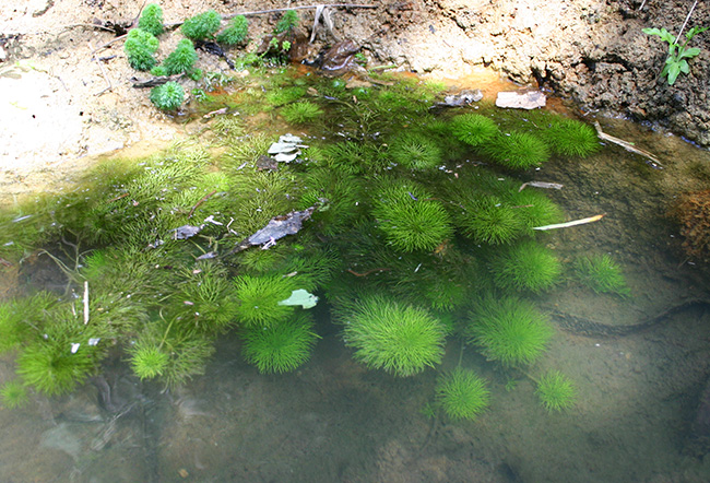 Cryptocoryne pygmaea NvgRl sO}GA