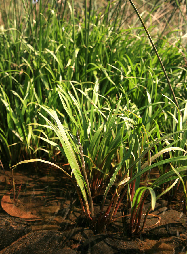 Cryptocoryne retrospiralis NvgRl gXsX