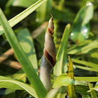 Cryptocoryne crispatula var. yunnanensis