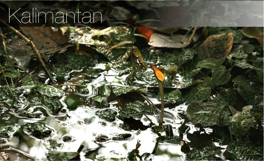 Kalimantan カリマンタンのクリプトコリネ