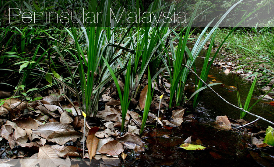 Peninsular Malaysia マレーシアのクリプトコリネ